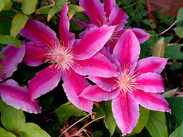 clematis_rosa.jpg