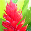 Alpinia