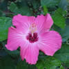 Hibisco Rosa