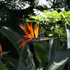 Strelitzia